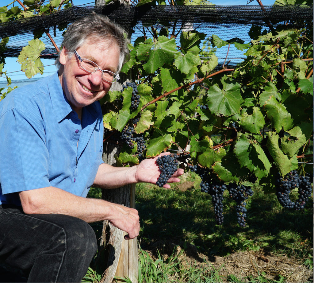 paulbreakwatergrapes-2016